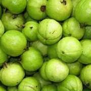 Cây giống ổi găng siêu giòn ngọt