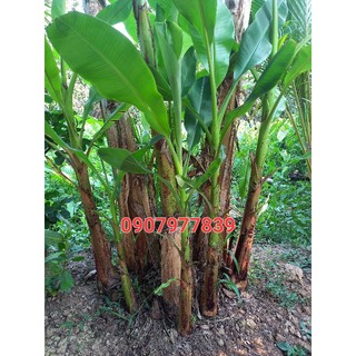Cây giống chuối cau siêu trái