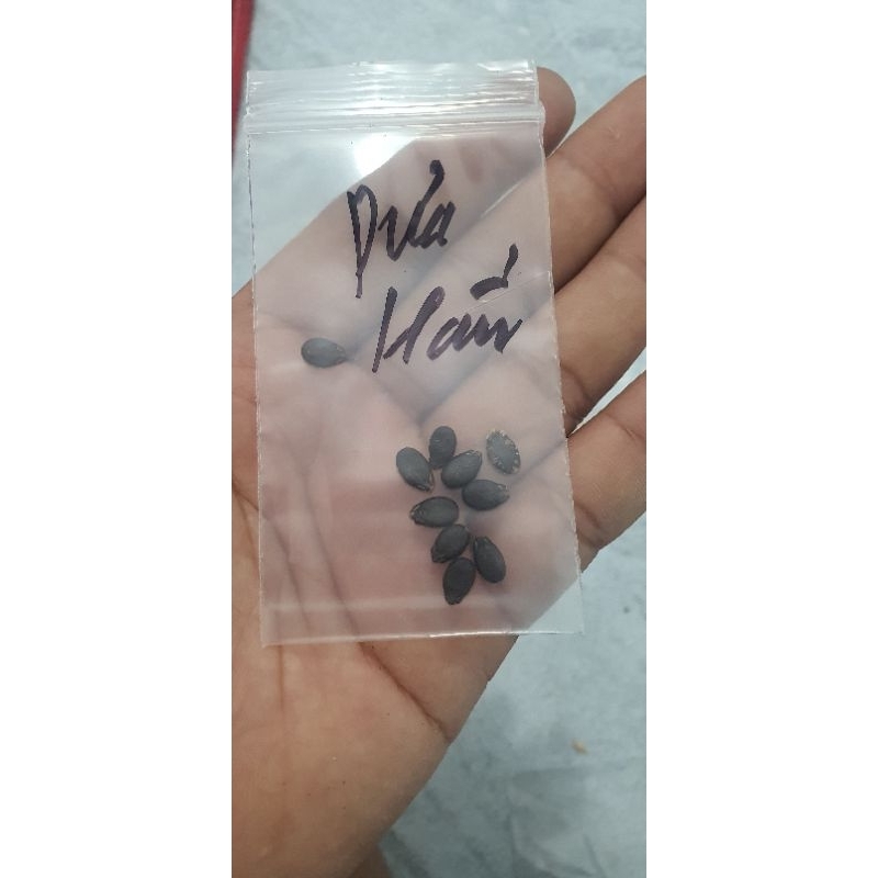 combo 4 hạt giống dưa (dưa hấu+dưa lê siêu ngọt+dưa bở+dưa leo)