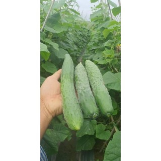 combo 4 hạt giống dưa (dưa hấu+dưa lê siêu ngọt+dưa bở+dưa leo)