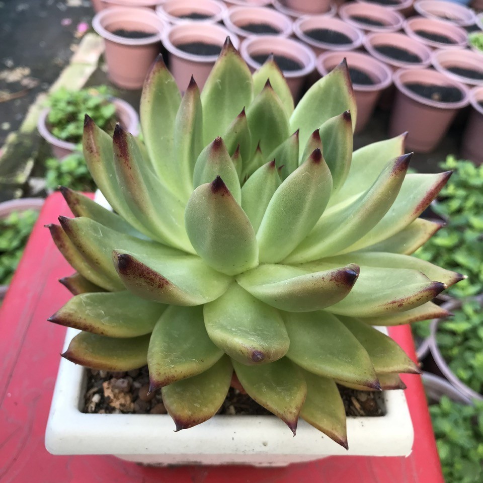 Sen đá đế vương chậu size 12 cm