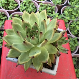 Sen đá đế vương chậu size 12 cm