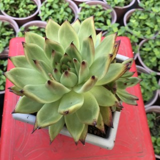 Sen đá đế vương chậu size 12 cm