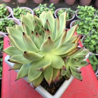 Sen đá đế vương chậu size 12 cm