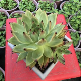Sen đá đế vương chậu size 12 cm