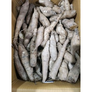 Hạt giống khoai sâm đất