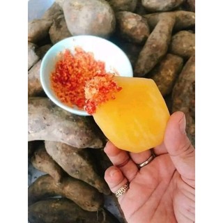 Hạt giống khoai sâm đất