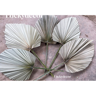 Lá cọ khô tự nhiên trang trí, decor nhà cửa, tiệc cưới, chụp hình LK898