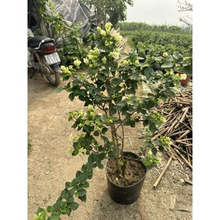 cây Hoa giấy đổi màu (sakurra ) cây đang hoa