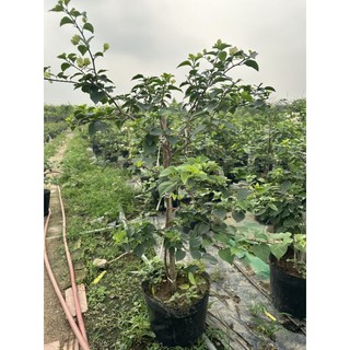 cây Hoa giấy đổi màu (sakurra ) cây đang hoa
