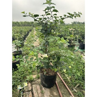 cây Hoa giấy đổi màu (sakurra ) cây đang hoa