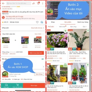 Cây Lá gấm Ngũ Sắc (Ảnh thật)...