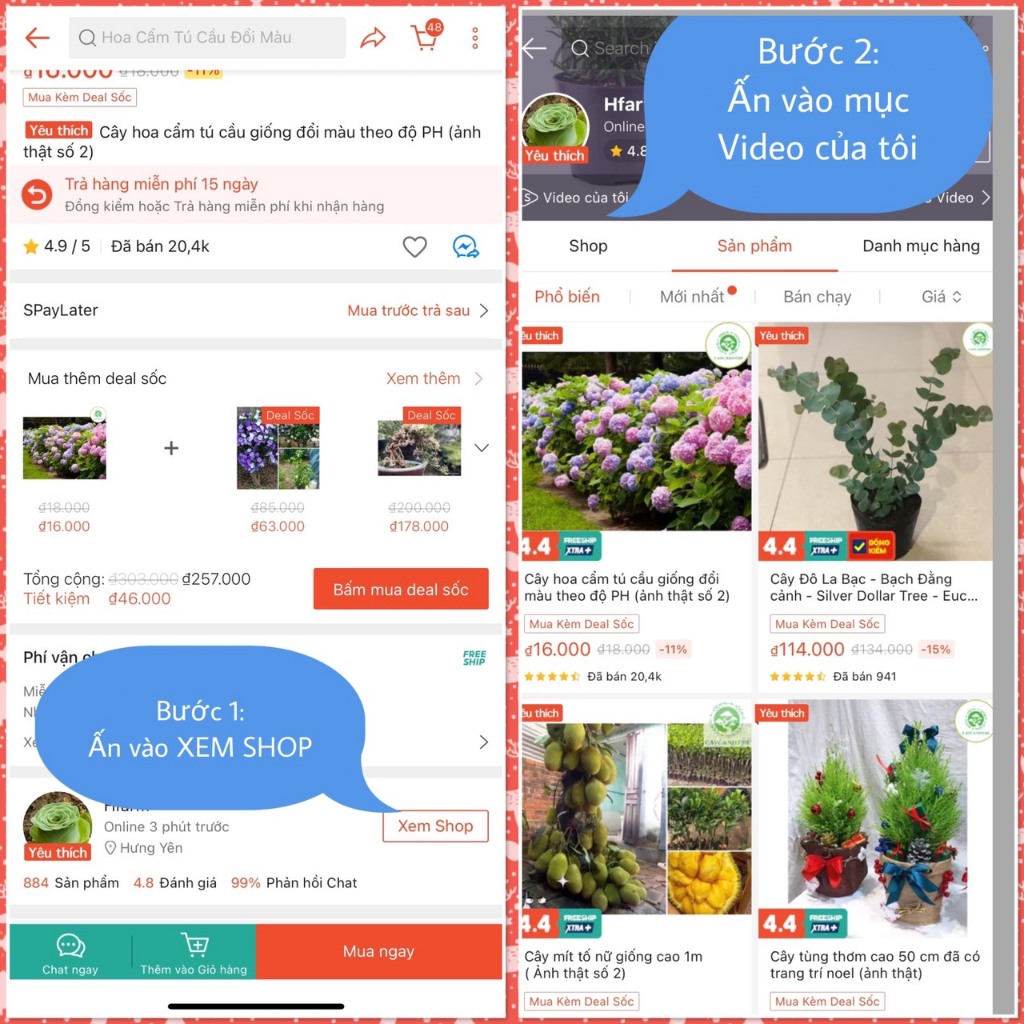 Cây bằng lăng thái siêu hoa - Hoa nở quanh năm cao 1m (Ảnh thật