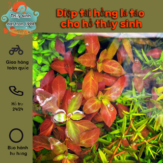 3 Nhánh diệp tài hồng lá táo cho hồ thủy sinh