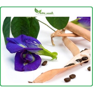 20 hạt- Hạt giống hoa đậu biếc - làm trà, bánh, giúp đẹp da, giảm stress