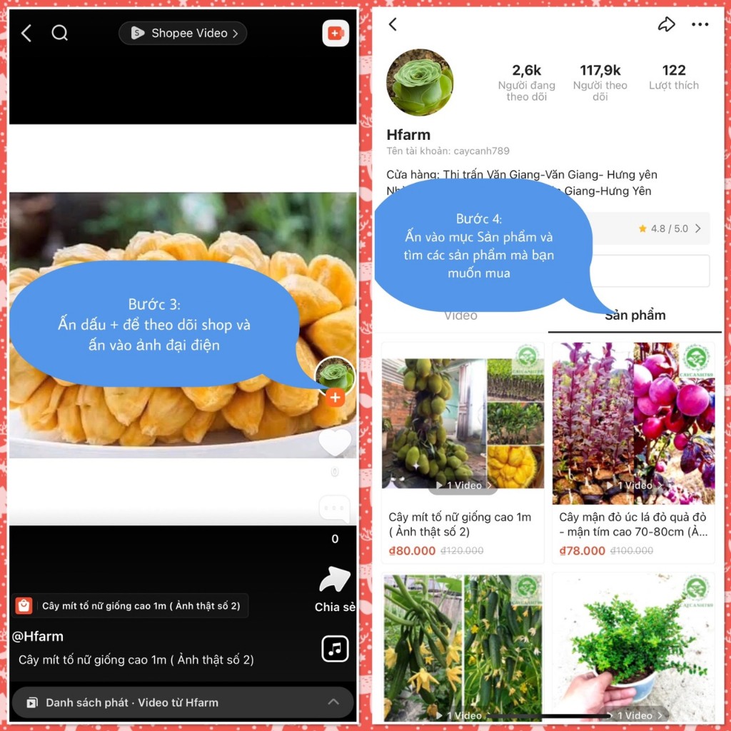 Cây nhài ba lá hoa kép cổ thơm siêu hoa  size đại cao 1m