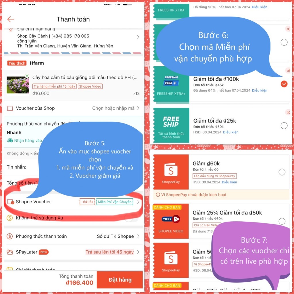 Cây nhài ba lá hoa kép cổ thơm siêu hoa  size đại cao 1m
