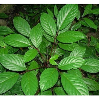 Cao bột nhội khô thần thánh🌿
