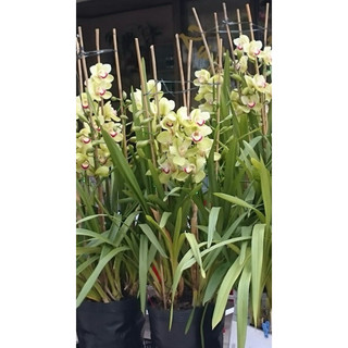 củ khô địa lan đã mọc mầm 180 k / 10 củ