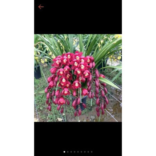 củ khô địa lan đã mọc mầm 180 k / 10 củ