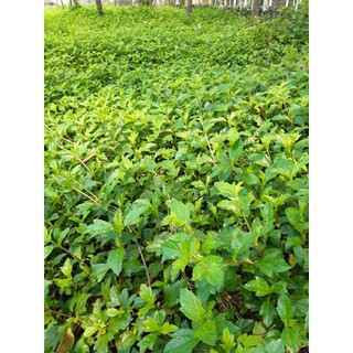 2kg cây sài đất tươi tắm cho bé rất tốt