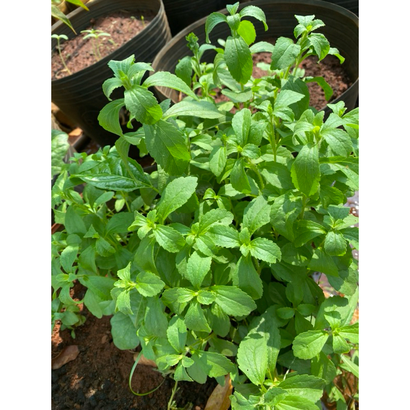 Cây giống cỏ ngọt