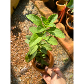 Cây giống cỏ ngọt