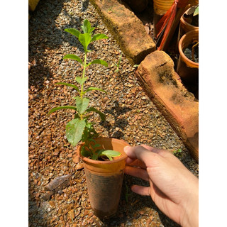 Cây giống cỏ ngọt