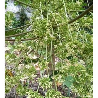 HOA ĐU ĐỦ ĐỰC SẤY KHÔ