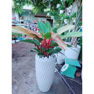 Chậu Trầu Bà Đế Vương Đỏ