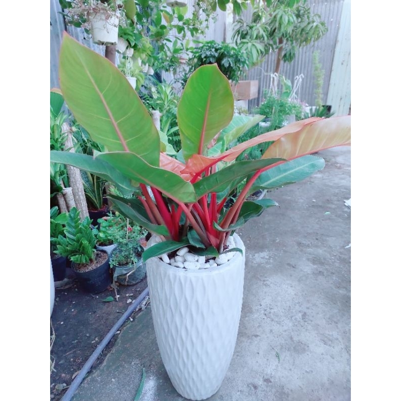 Chậu Trầu Bà Đế Vương Đỏ