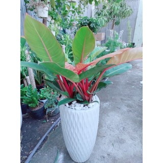 Chậu trầu bà đế vương đỏ