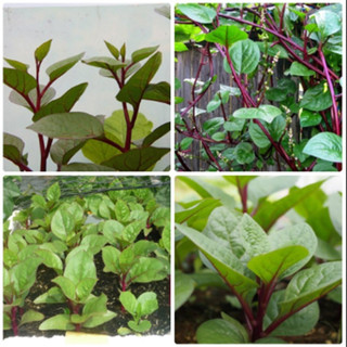 Hạt giống rau mồng tơi tím thái lan-gói 1 gram
