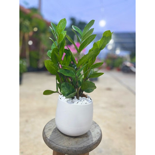 Chậu sứ cây Kim Tiền để bàn