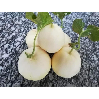 Dưa Lê Trắng SIÊU NGỌT gói 30 hạt