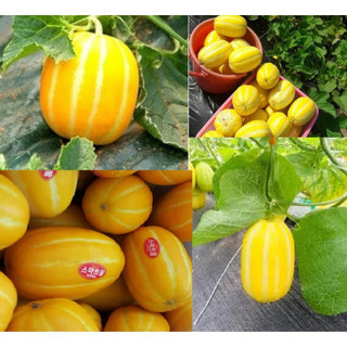 Hạt giống dưa lê hàn quốc