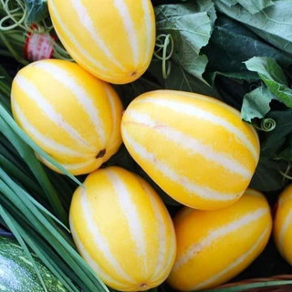 Hạt giống dưa lê hàn quốc