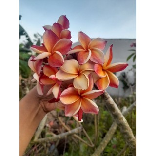 Cây 🌲 Sứ Đại Nhập Thái  (màu cam cá hồi)