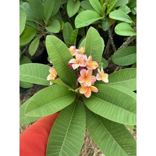 Cây 🌲 Sứ Đại Nhập Thái  (màu cam cá hồi)
