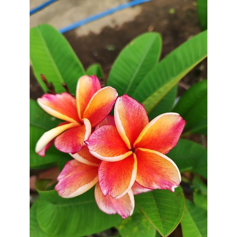 Cây 🌲 Sứ Đại Nhập Thái  (màu cam cá hồi)