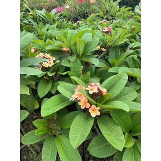 Cây 🌲 Sứ Đại Nhập Thái  (màu cam cá hồi)