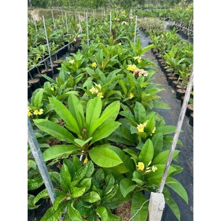 Cây 🌲 Sứ Đại Nhập Thái  (màu cam cá hồi)