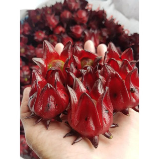 100g/500g Hoa Atiso Đỏ ( Hibiscus ) Sấy Khô