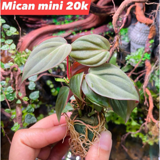 Trầu mican mini setup terrarium, bán cạn, tiểu cảnh