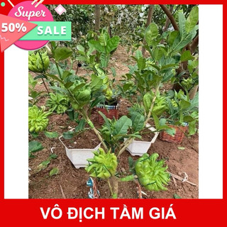 CÂY GIỐNG GHÉP PHẬT THỦ