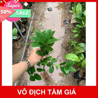 CÂY GIỐNG GHÉP PHẬT THỦ