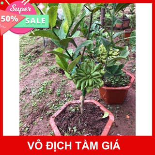 CÂY GIỐNG GHÉP PHẬT THỦ