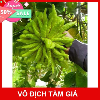 CÂY GIỐNG GHÉP PHẬT THỦ