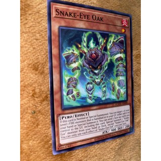Snake-eye oak - agov-ae008 - common