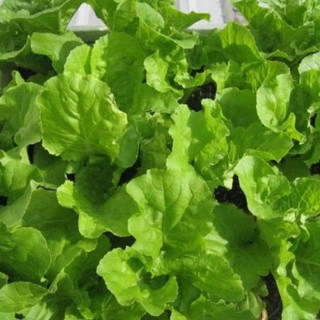 Hạt giống cải bẹ dún (10 hạt)